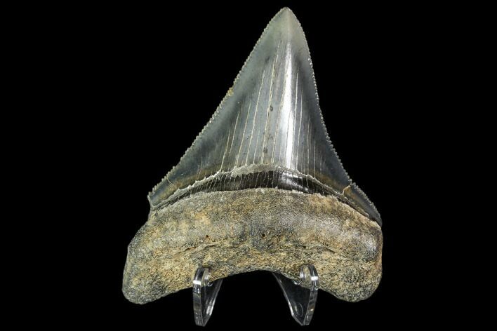 Sharply, Serrated, Fossil Megalodon Tooth - Georgia #104971